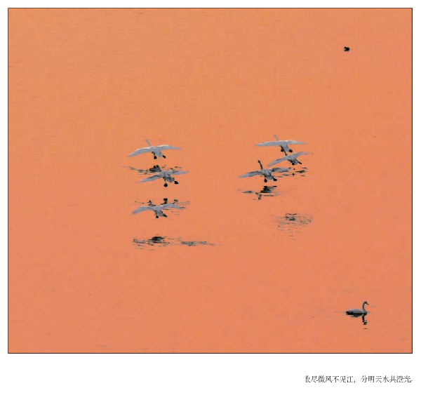 著名摄影家丁幼华摄影作品集《天鹅之舞》出版