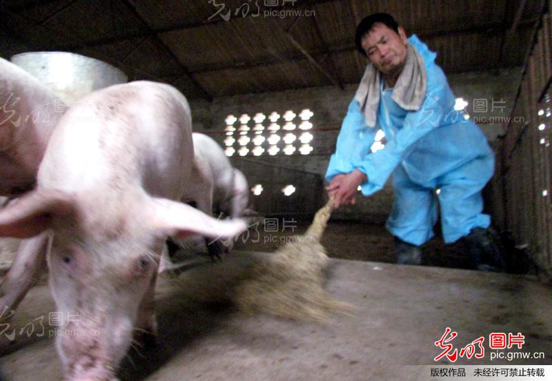 /enpproperty--> 别人还在梦乡时,福生在猪舍打扫卫生;别人在乘凉时,他在猪舍为猪降温;别人打牌消遣时,他在观察猪的情况李福生的勤奋让养猪场有了转机,一头母猪产崽22头,因乳头少需间隔一两小时换班吃奶一次,他独自奋战了四十个日夜,最终成活了19头小猪崽。李福生成功后,不忘乡亲父老。他说:最终目的不是赚钱,而是实现人生价值。他为村里建起第一个沼气池,基本实现了做饭不用煤、点灯不用电。汶川、玉树地震,他共捐款3000多元。(郝群英) 本网凡注明"来源:光明图片"的新闻,版权均