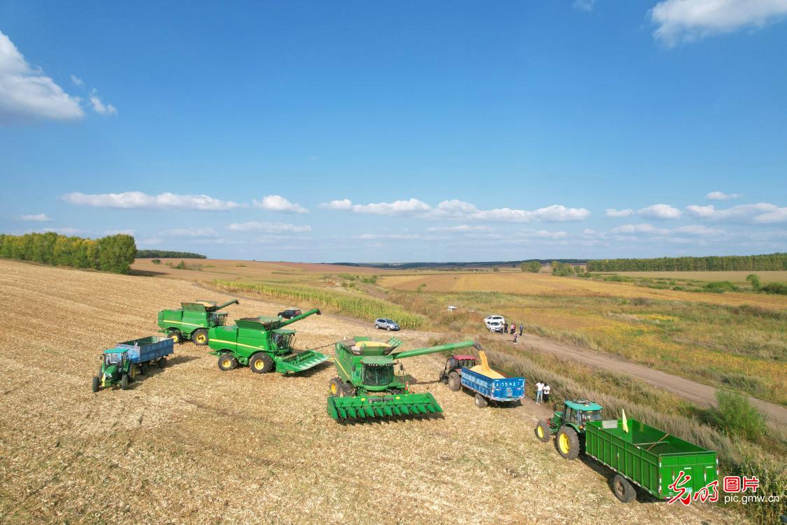 北大荒集团建设农场有限公司玉米“开镰”收割