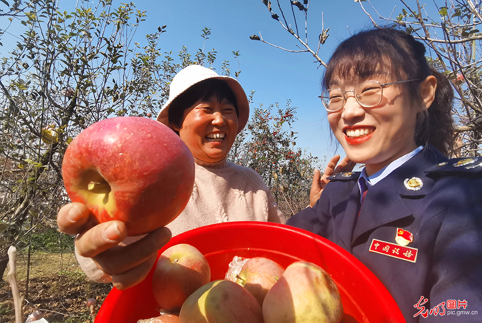 江苏徐州：税费服务助力苹果产业红红火火