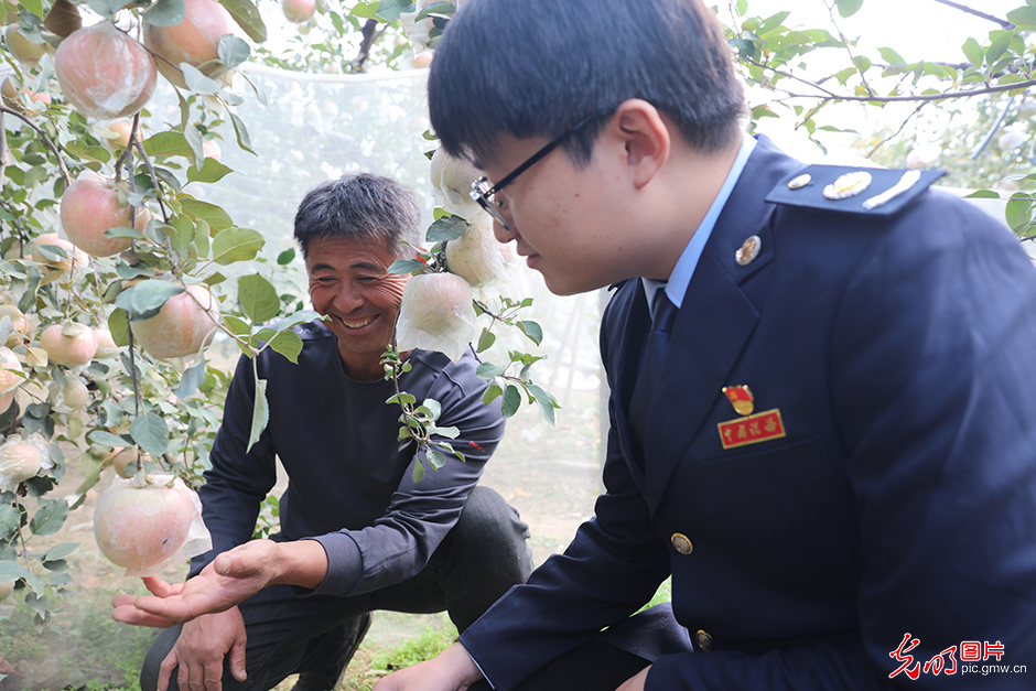 江苏徐州：税费服务助力苹果产业红红火火