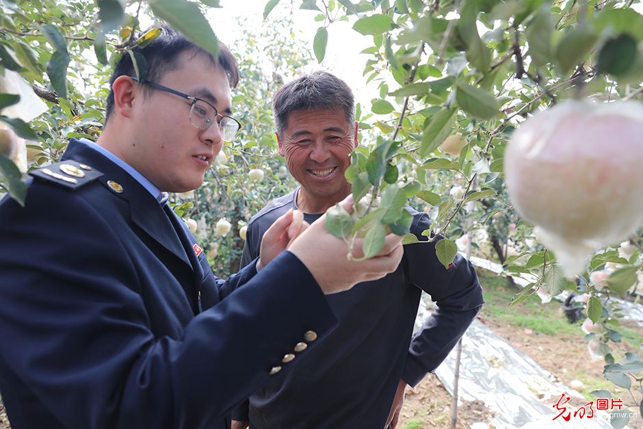 江苏徐州：税费服务助力苹果产业红红火火